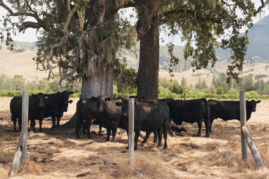 New Neighbors on the Estate: Black Angus Cattle