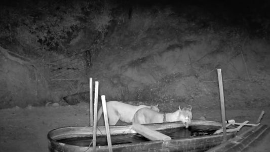 The Mountain Lions of Sonoma County