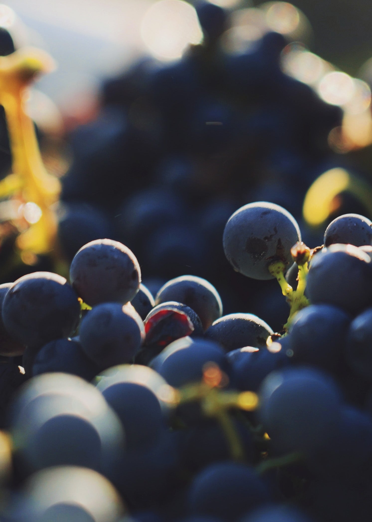 Close-up of dark purple-blue grapes on the Bavarian Lion Vineyards with soft sunlight and shallow depth of field.