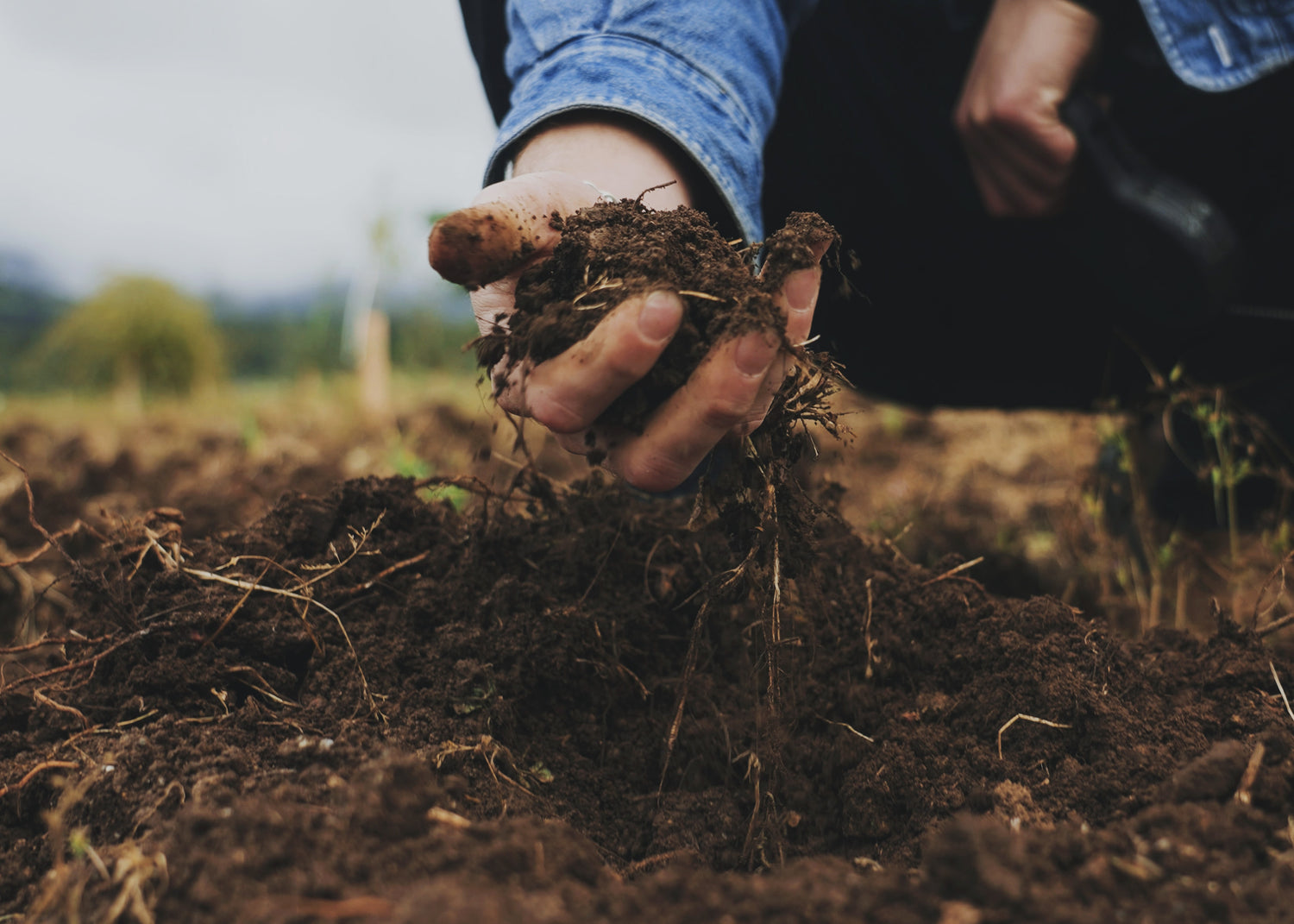 A close-up shot of a Christian Ehret's hand holding a clump of dark, rich soil and roots ion the Bavarian Lion Vineyards estate wearing a blue denim sleeve.
