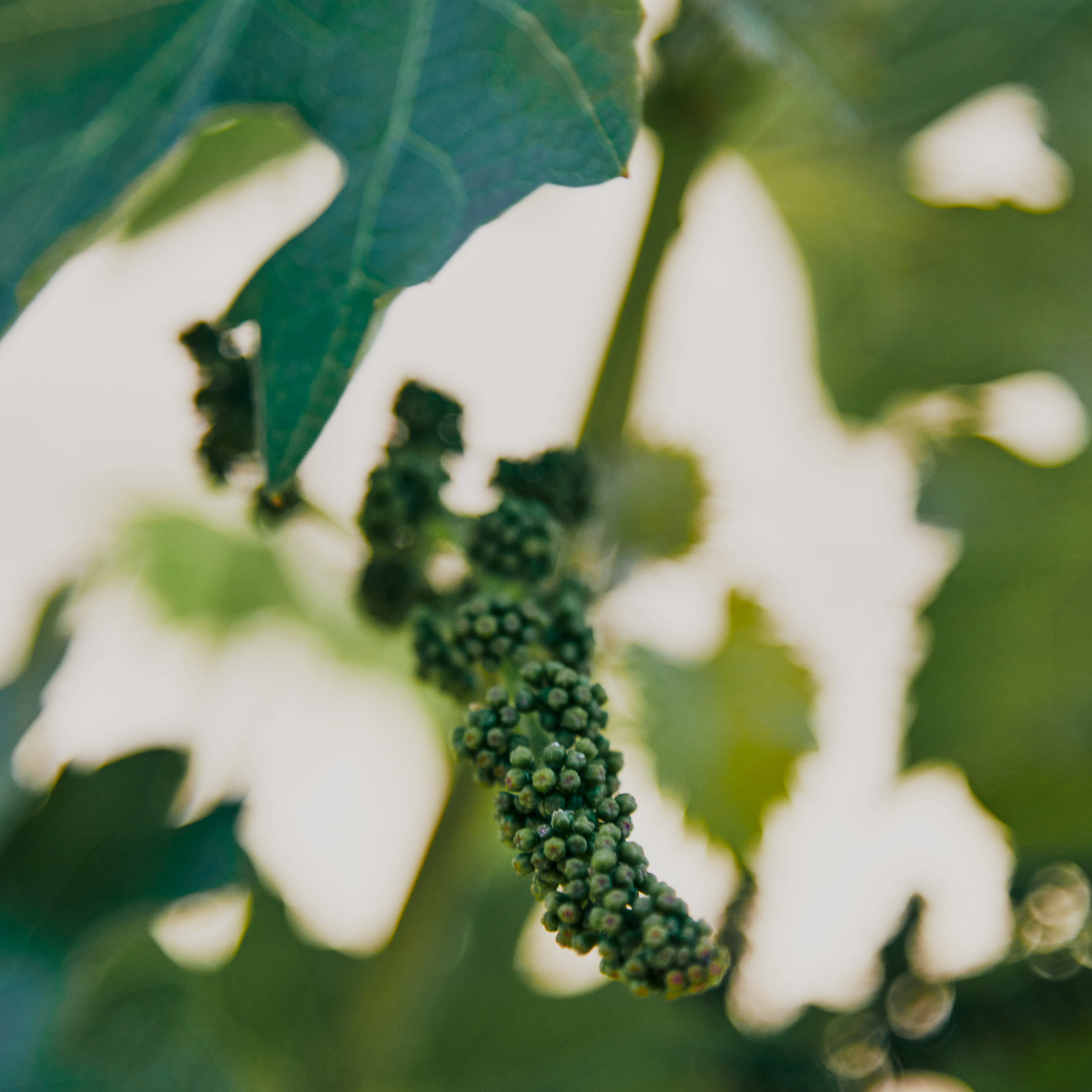 Close-up of a green Ehret Winery grapevine cluster with developing grapes hanging from a leafy branch against a soft, blurred white and green background on Bavarian Lion Vineyards